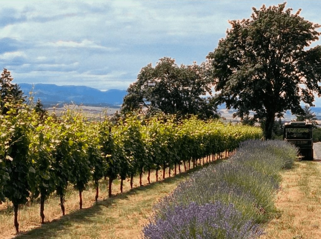 Vineyard and Lavendar Bush Landscape