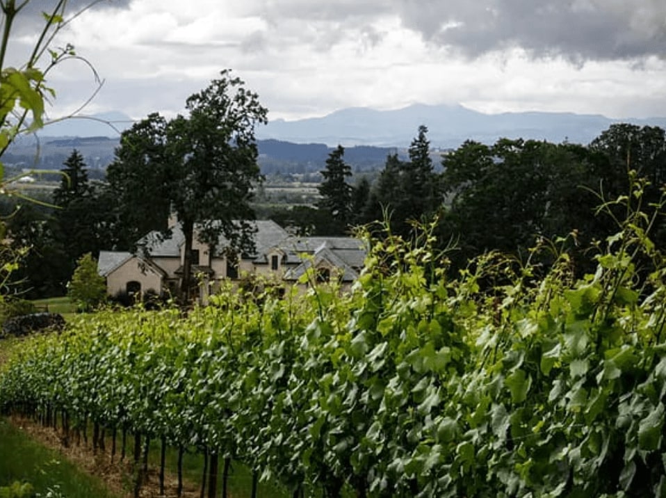 Vineyard view with house in the distance