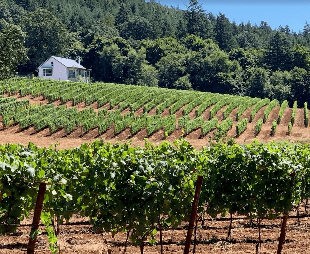 Vineyard View with white house in background