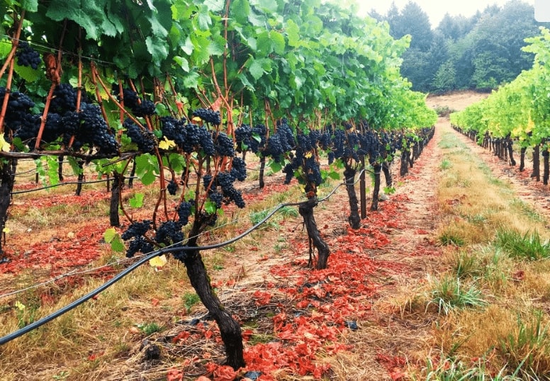 Paradis Vineyards, grapes on a vine