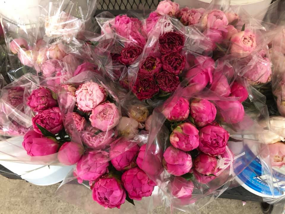 Bunch of peonies wrapped in plastic for sale