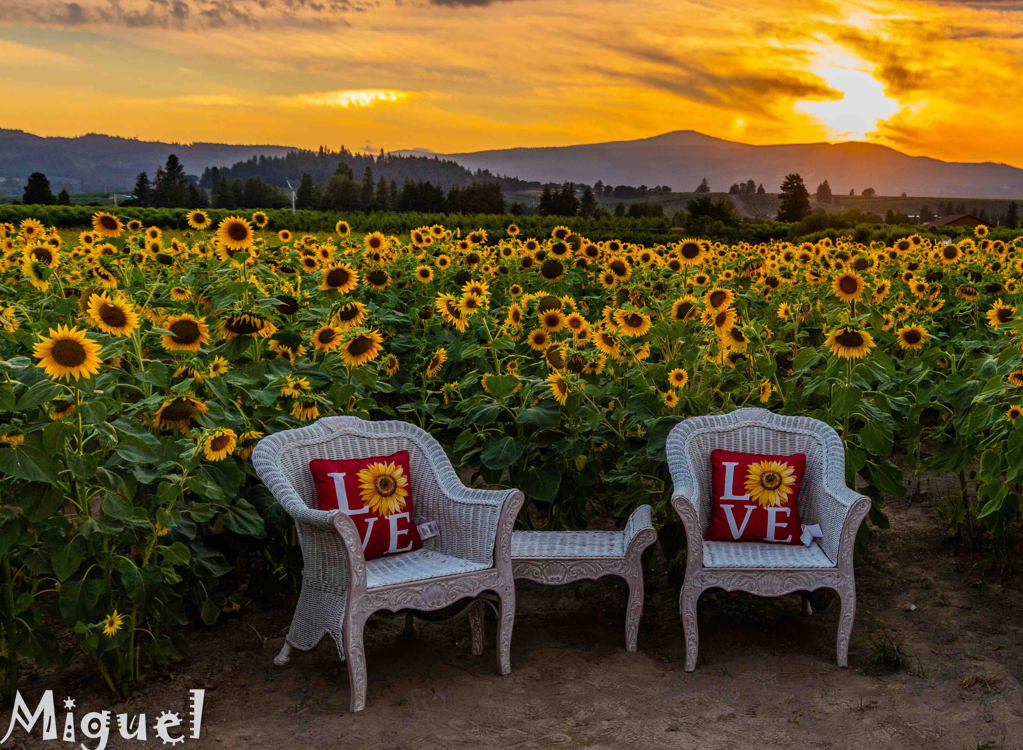 sunflower fields at sunset at Packer Orchards