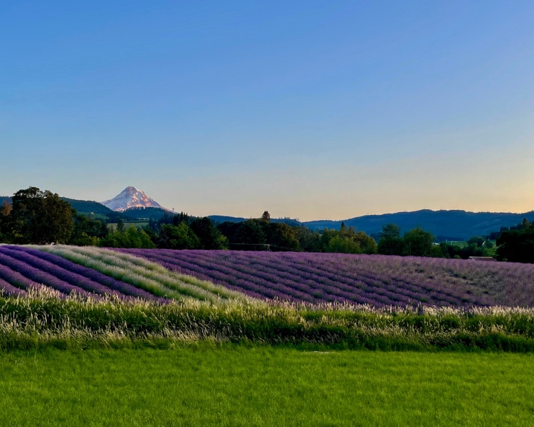 Lavender field on a beautiful spring day