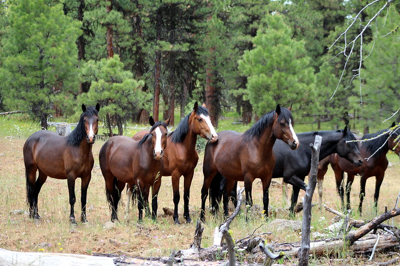 Herd of Wild Horses from the Lookout Mountain Herd on the Ochoco National Forest