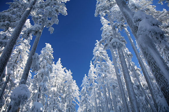 Snowy Trees Oregon