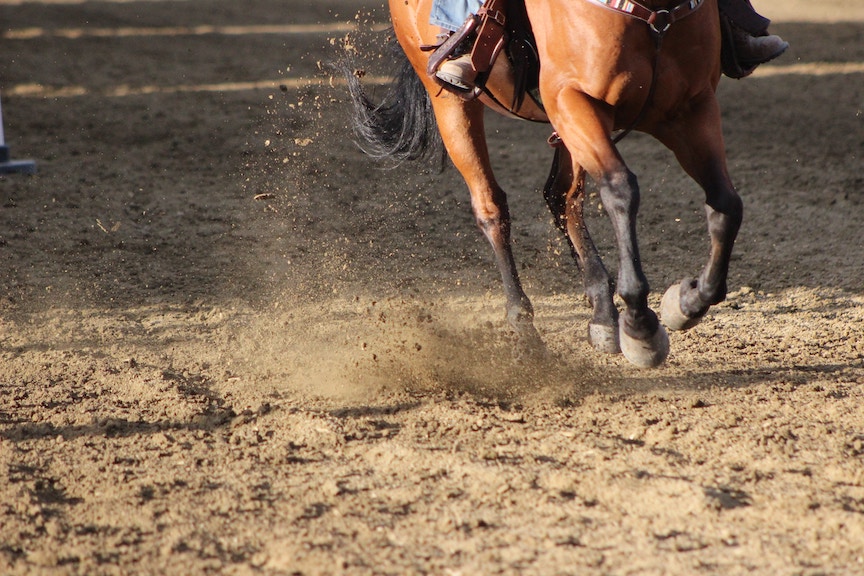 horse running in an arena