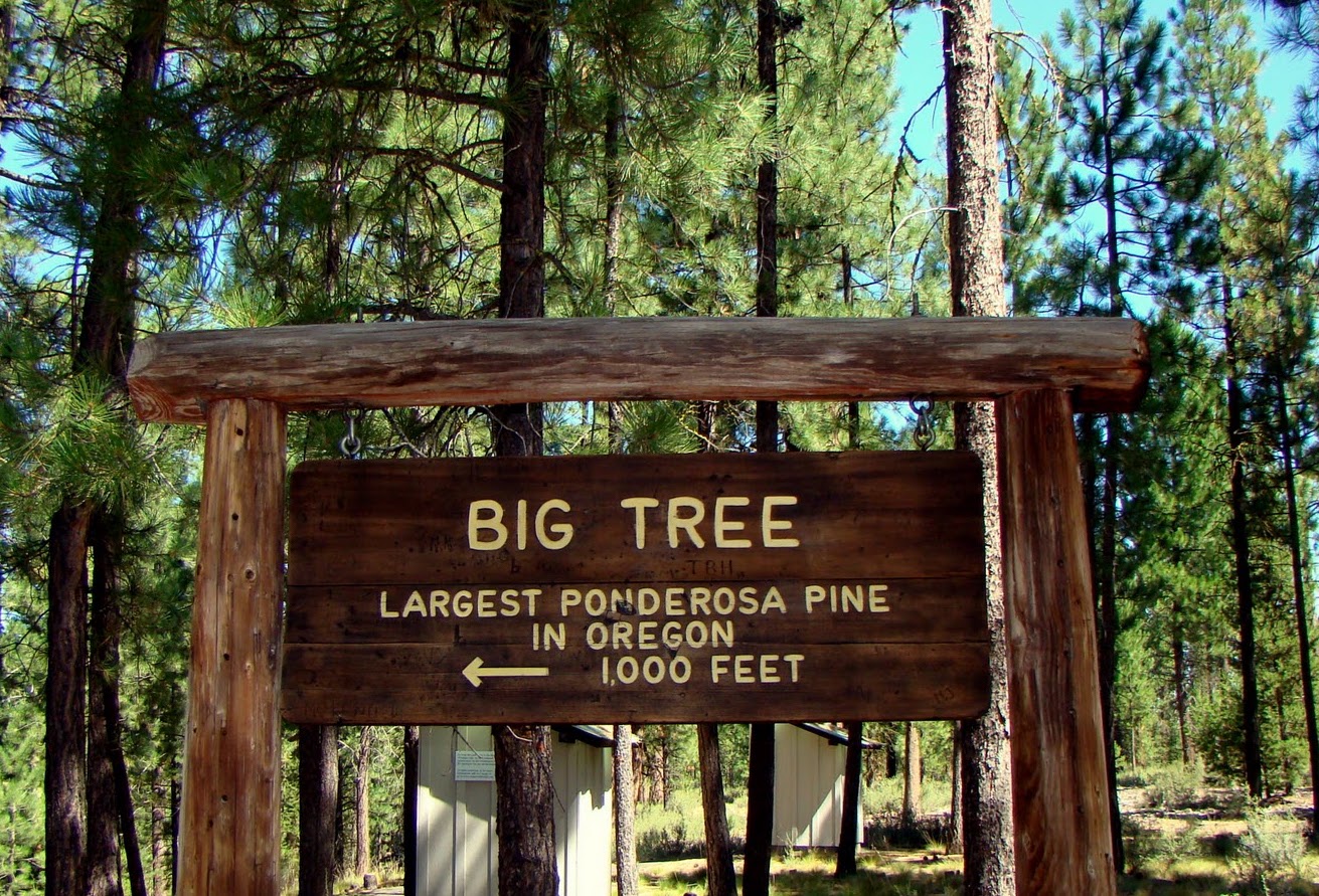 Heritage tree sign in La Pine Oregon