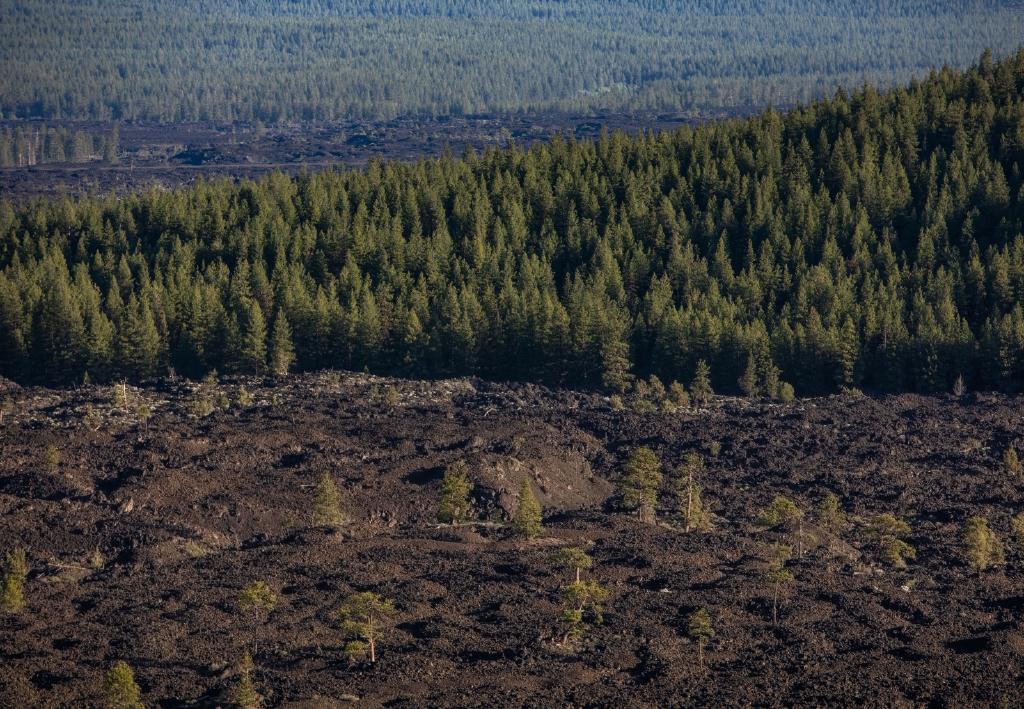 lava cast forest, Oregon