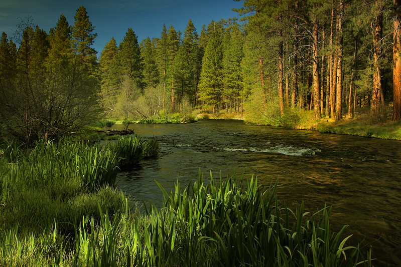 Metolius River and forest