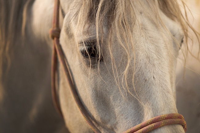 horse face wearing bridle