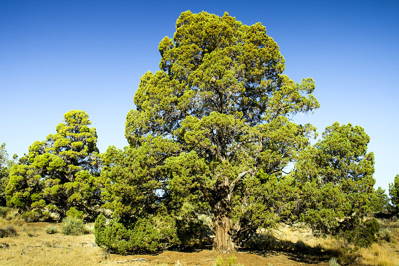 old growth juniper