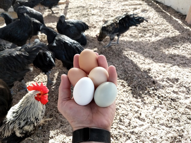 fresh eggs