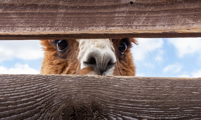 cute alpaca peeking through fence boards
