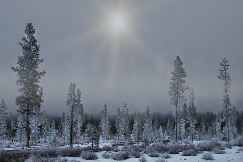 frosty trees in Sunriver, Oregon