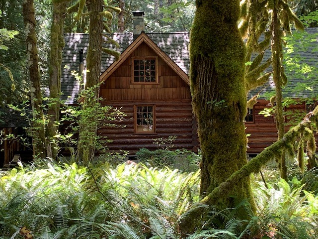 Log cabin tucked into the trees. In the foreground is ferns and moss covered trees.