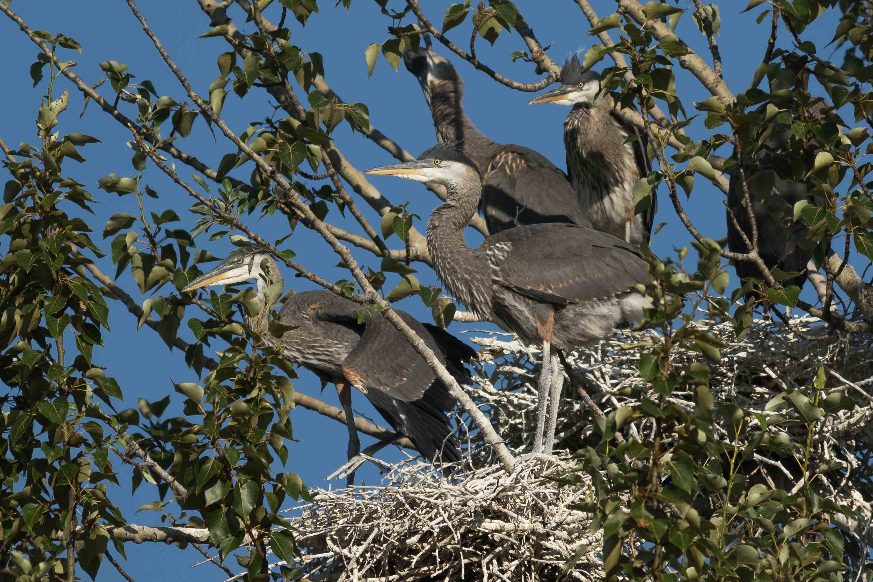 5 Blue Herons sit in nests in a tree