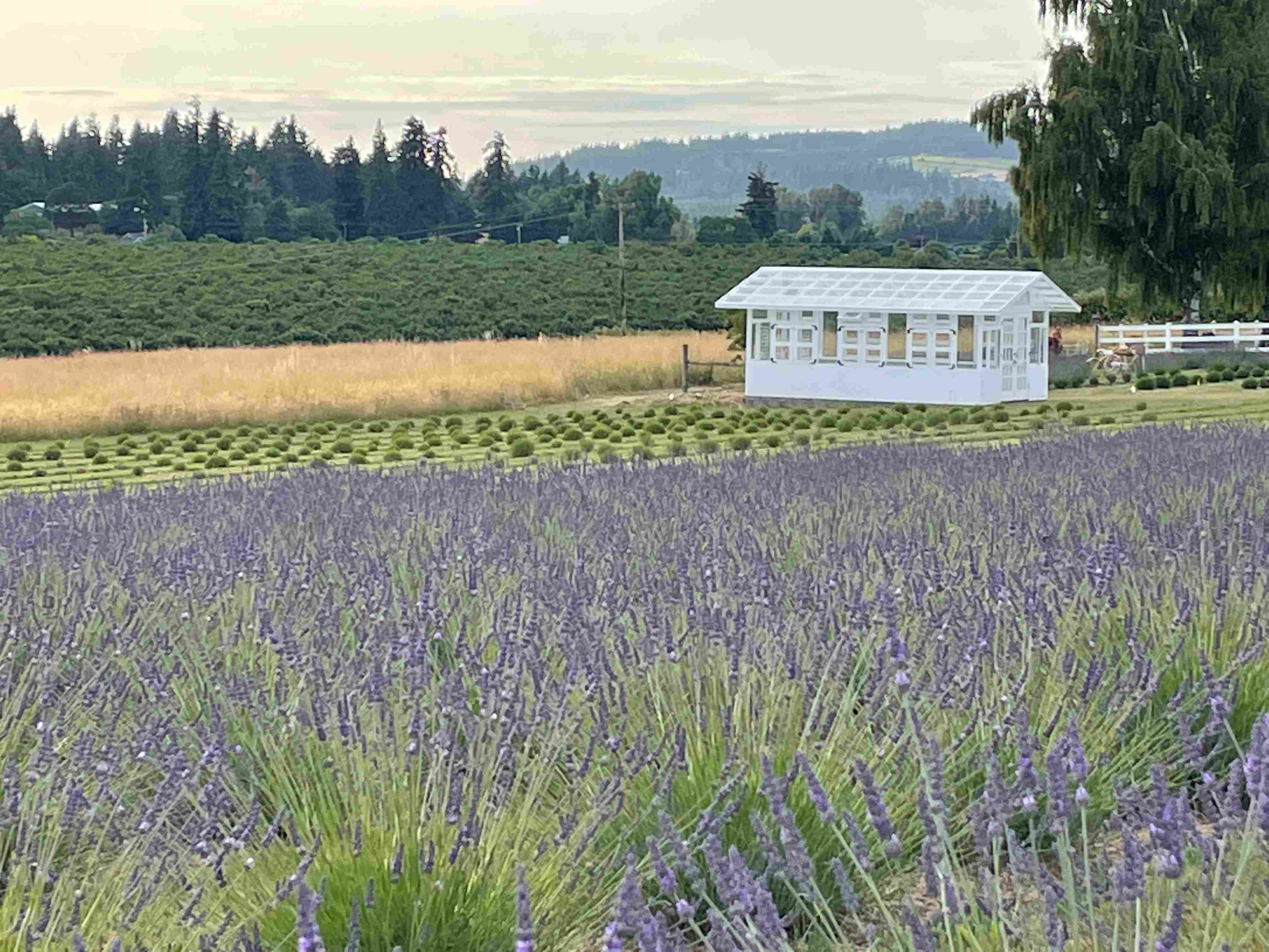 Purple lavender grows in a field in front of a white greenhouse/photo studio.