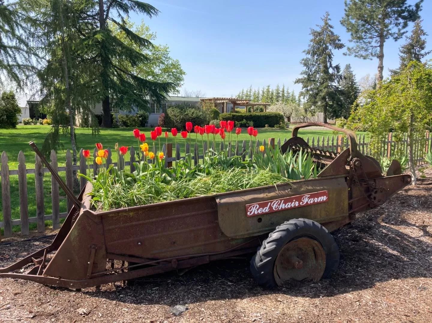 Tulips planted in old farm equipment at Red Chair Farm