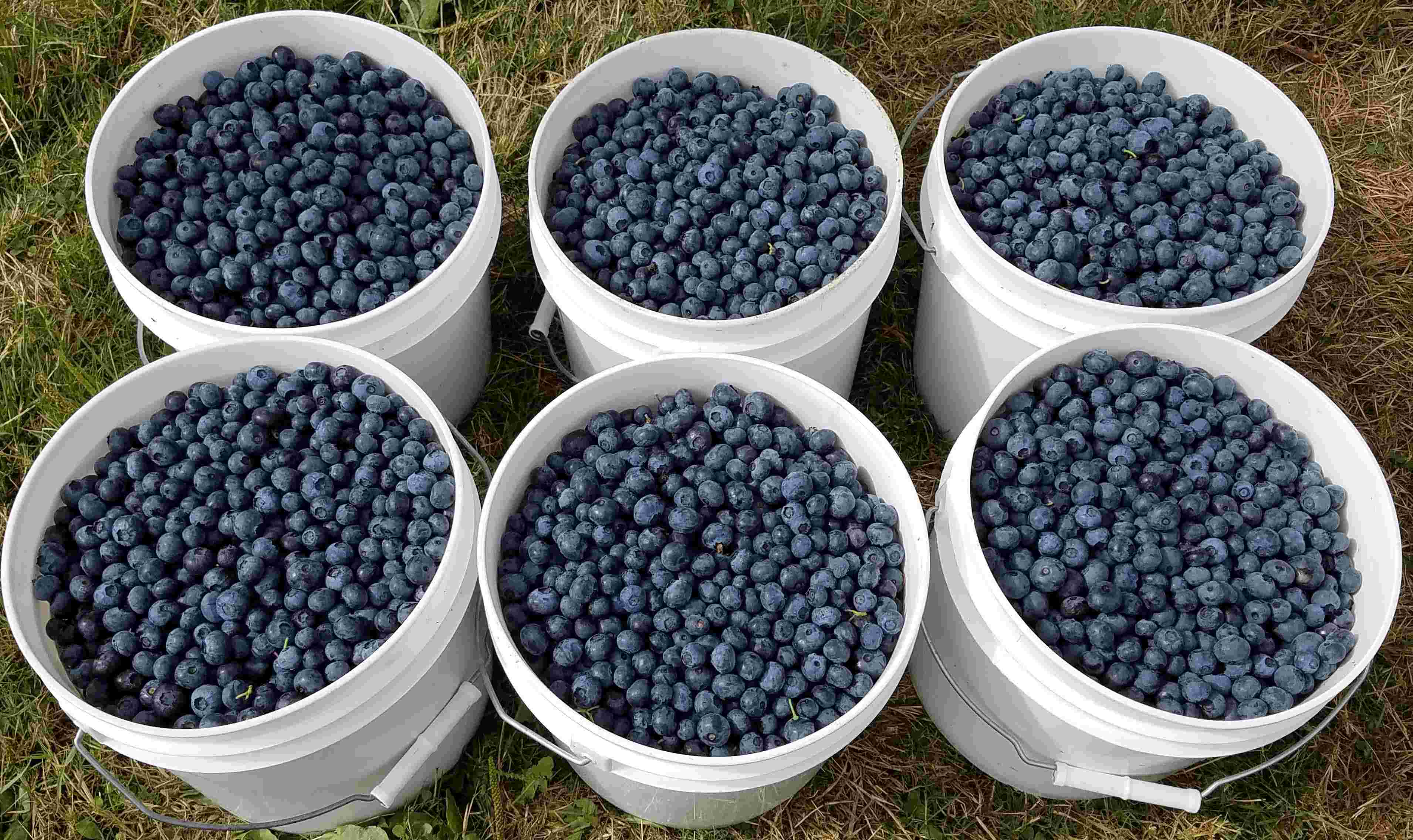 six 5 gallon buckets full of blueberries sit on the ground