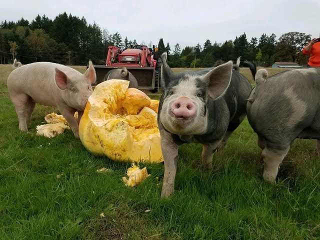 Four pigs are gathered around a large, yellow pumpkin in a grassy field, with a tractor visible in the background. The scene captures rural farm life.
