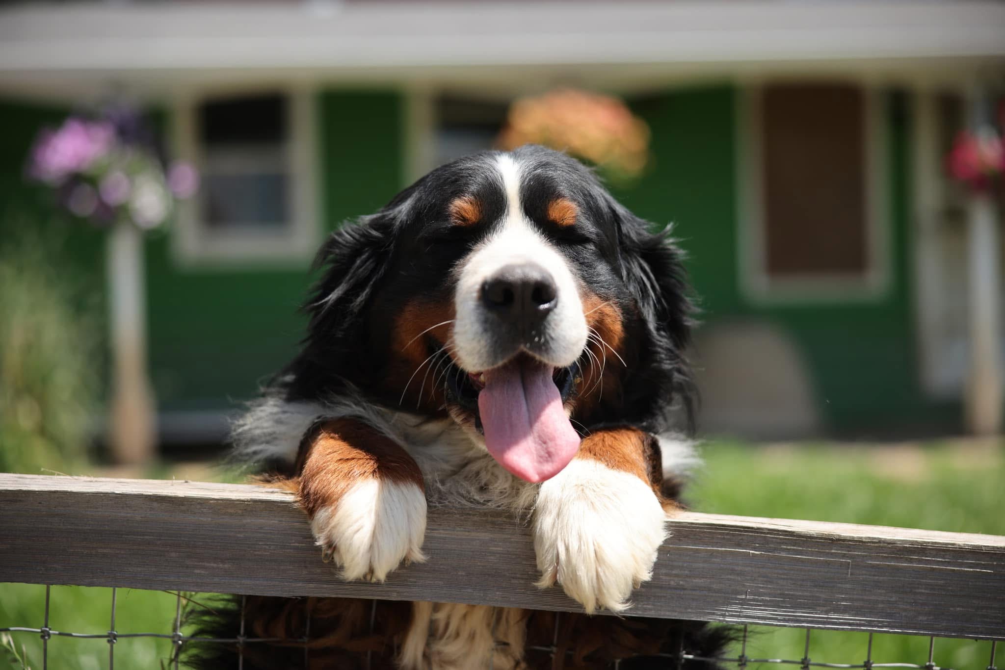 A Bernese Mountain Dog leans over a wooden fence, eyes closed and tongue out, with a green house and flowers in the background.