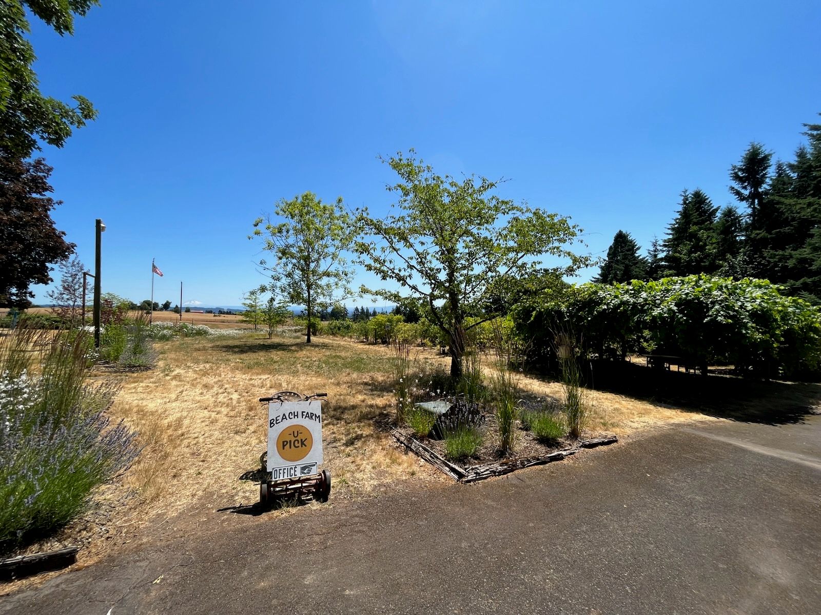 A sunny landscape featuring a sign for "Beach Farm" with a pick-your-own fruit option. Lush trees and greenery surround a gravel path.