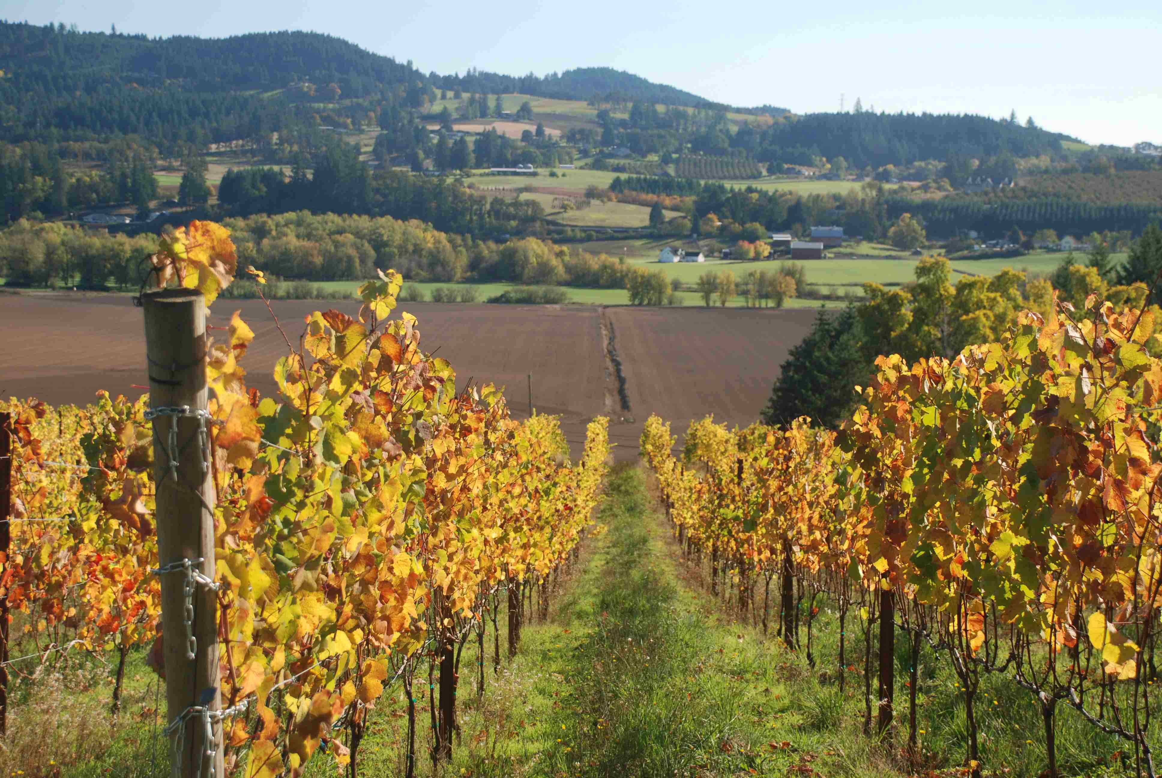 view of a vineyard with hills in the background