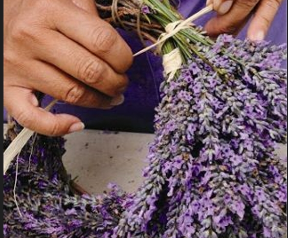 hands tying lavender into a wreath