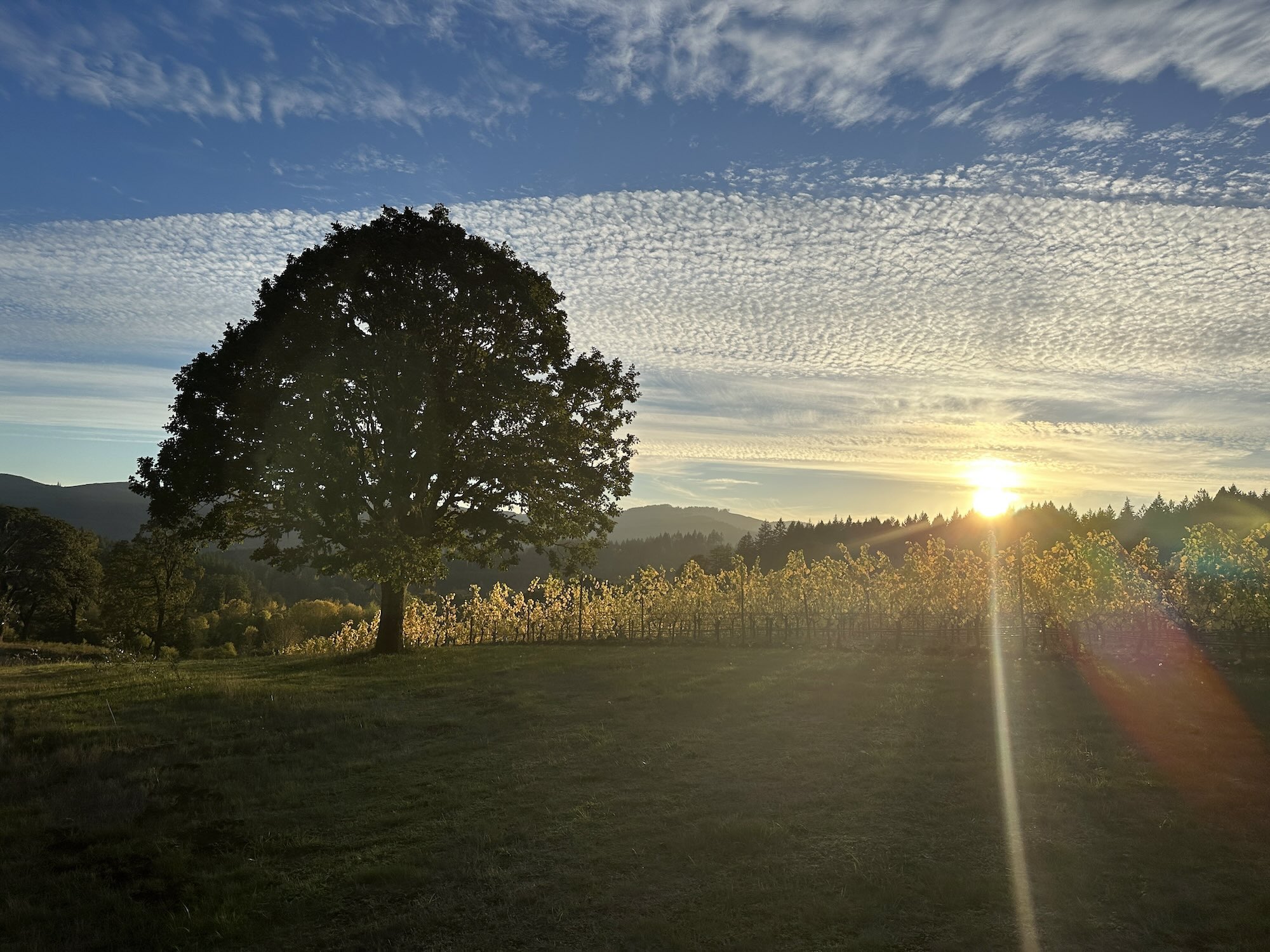 Lonesome Rock Cellars