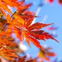 Orange and Yellow Fall Maple leaves