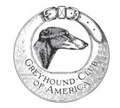 Greyhound dog with a collar