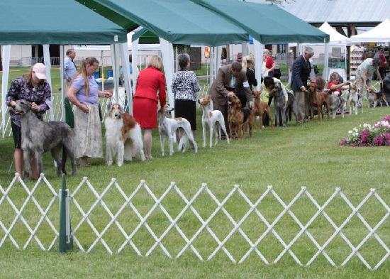 Dogs lined up behind a fence