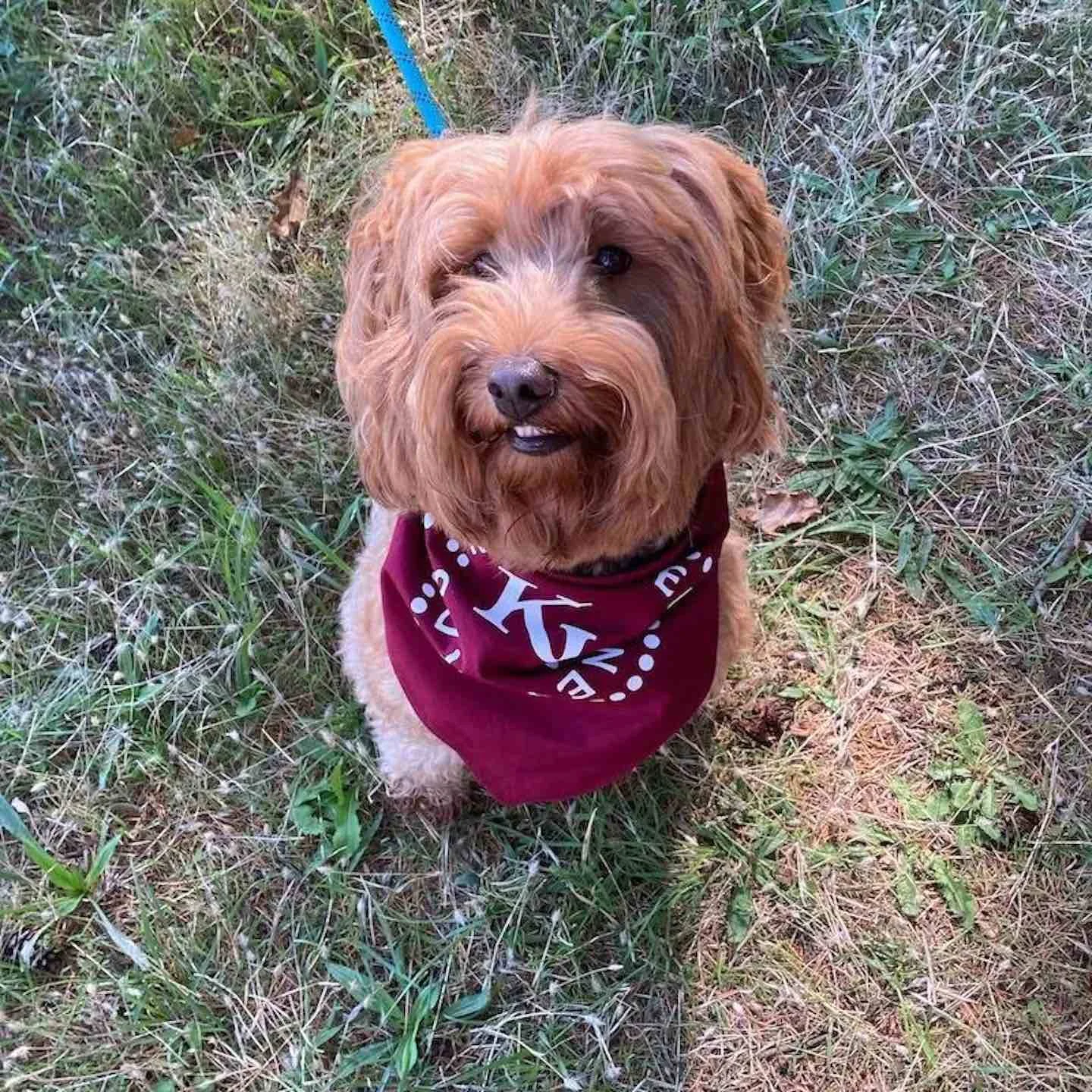 Tailgate, a dog friendly hike & tasting