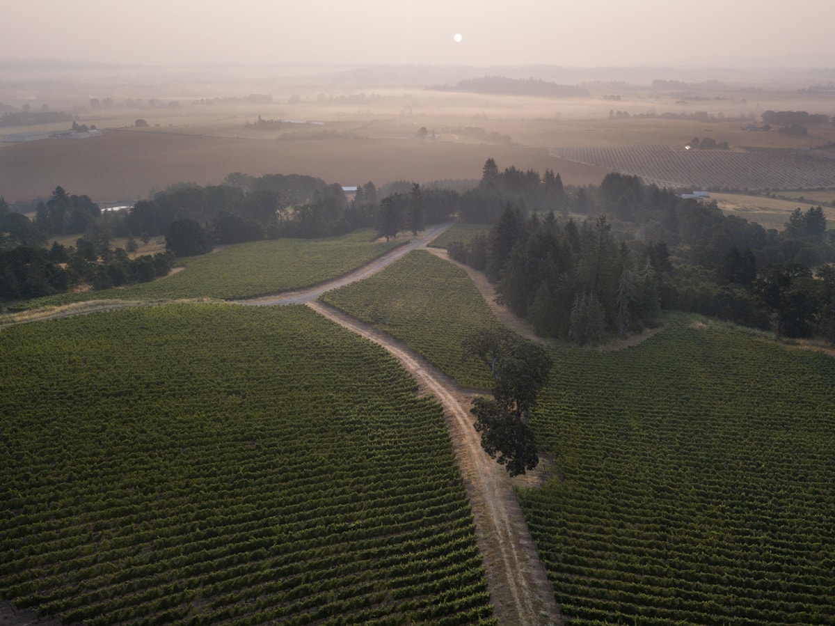 . . . And . . . Wine company vineyard