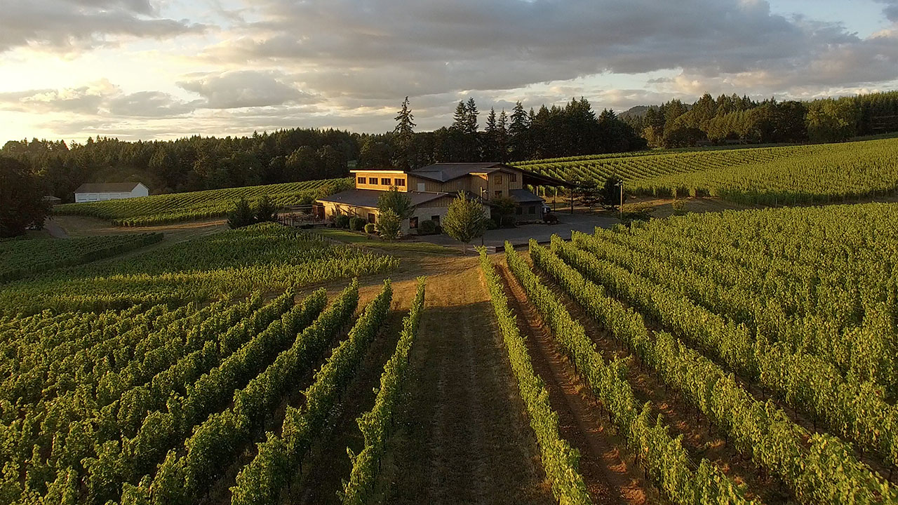 vineyard