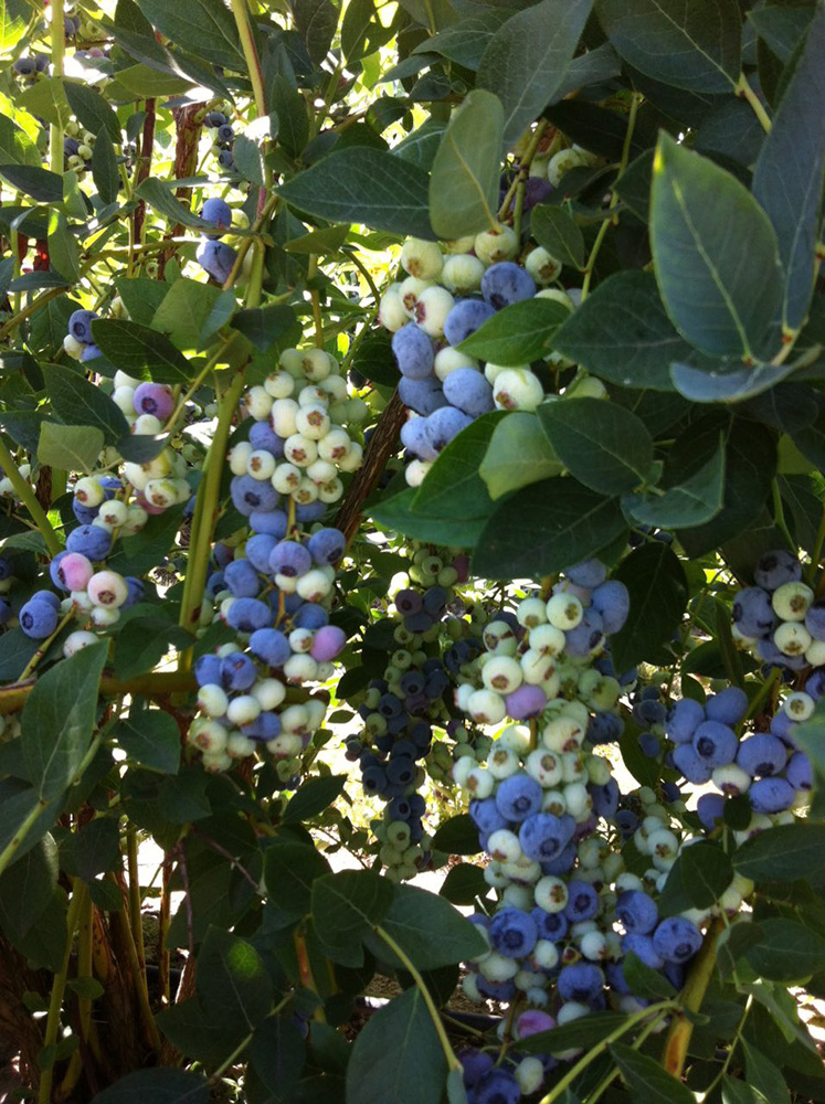 blueberries