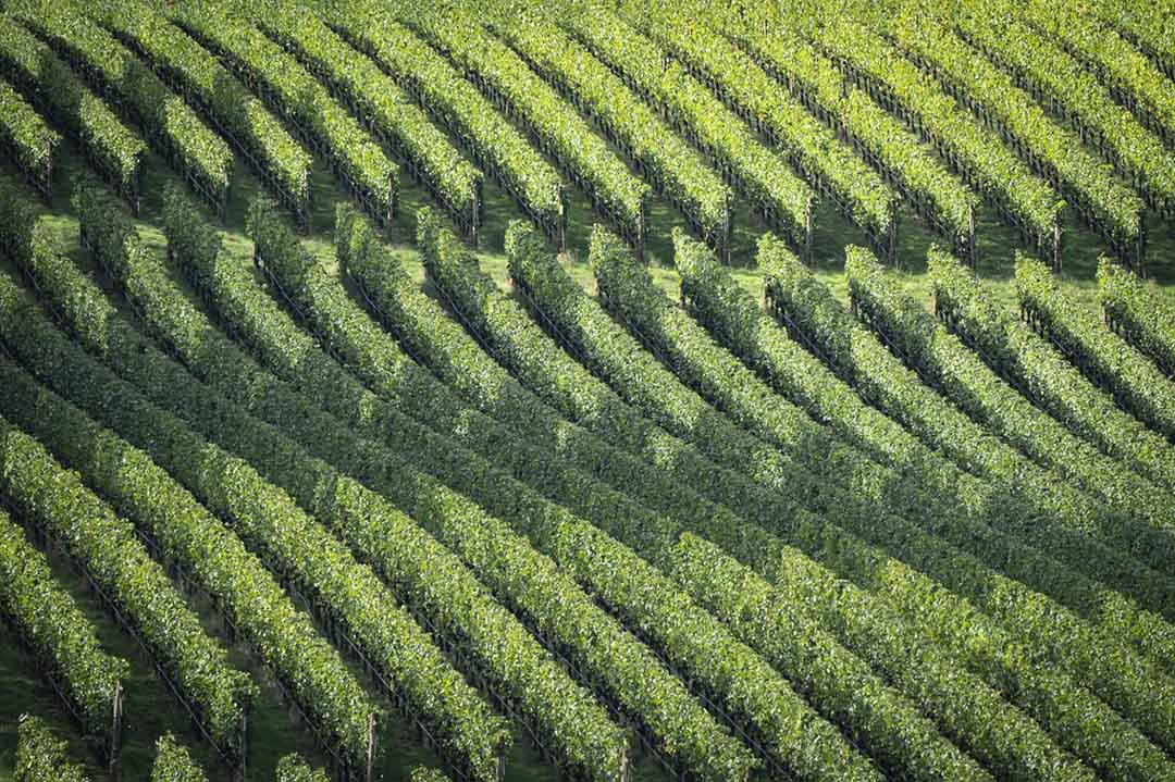 Vineyard shot