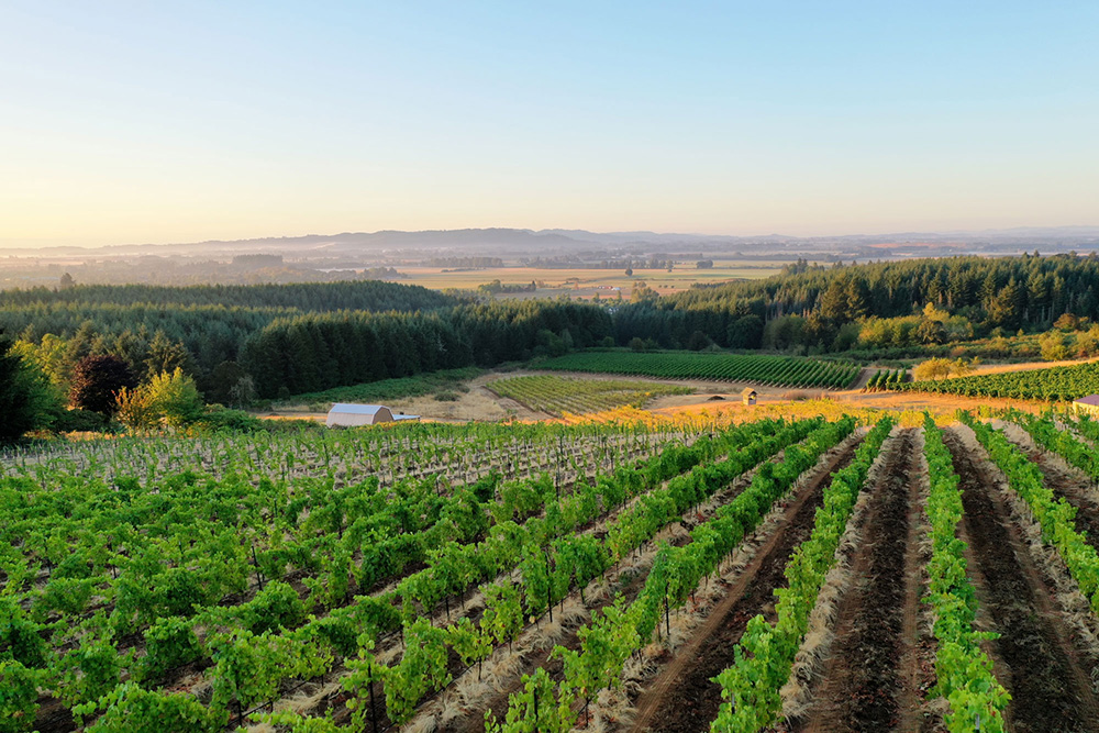 vineyard in spring