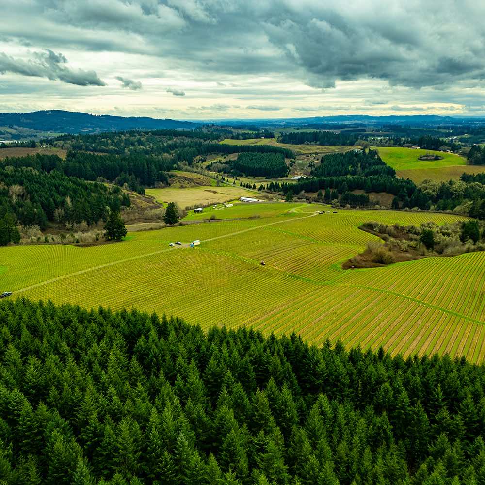 Taste Newberg