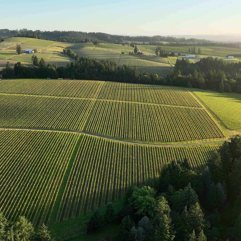 Hidden Vineyards Wine Tours