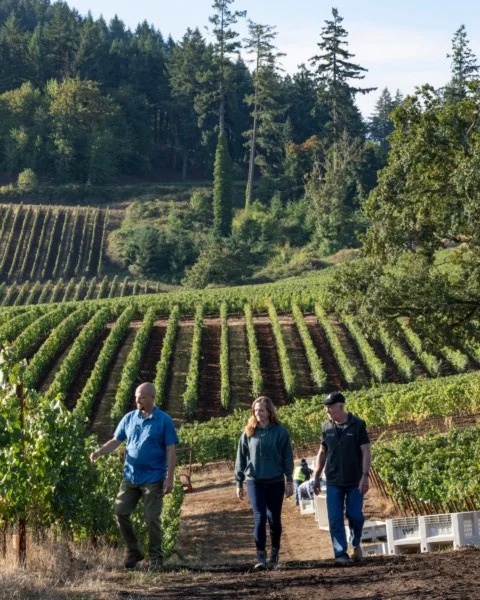 Harvest Vineyard Walk and Brunch