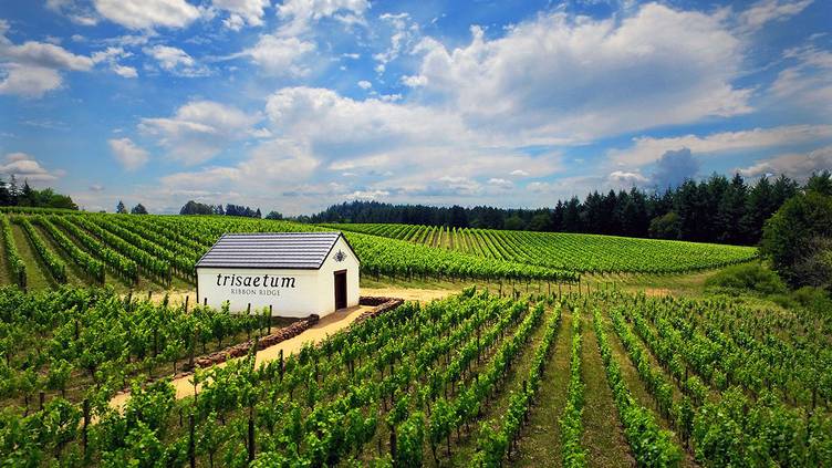 vineyard