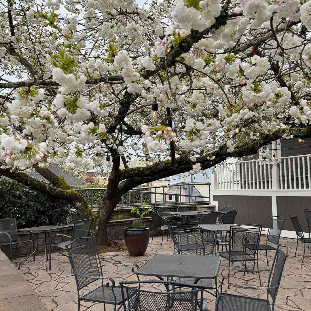 Patio with flower tree