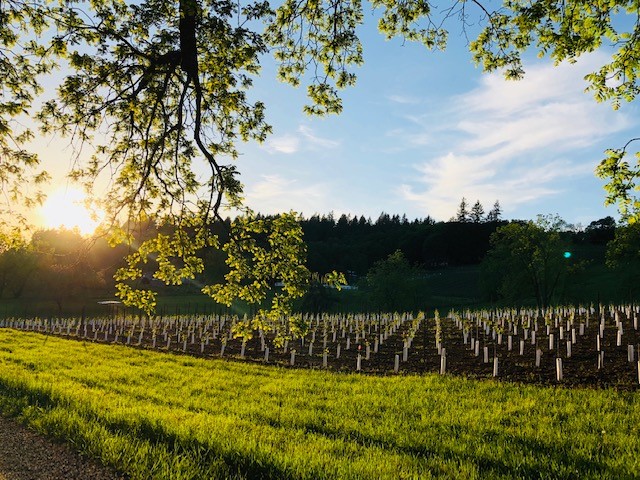 Vineyard view