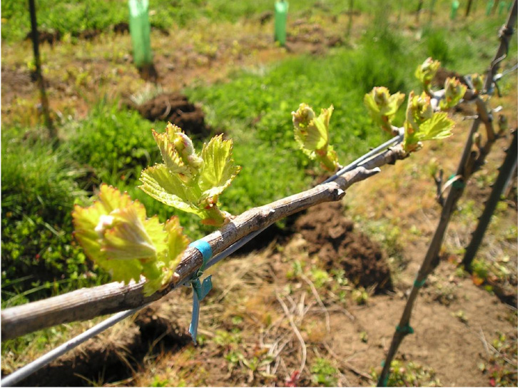 Domaine Verdant vines