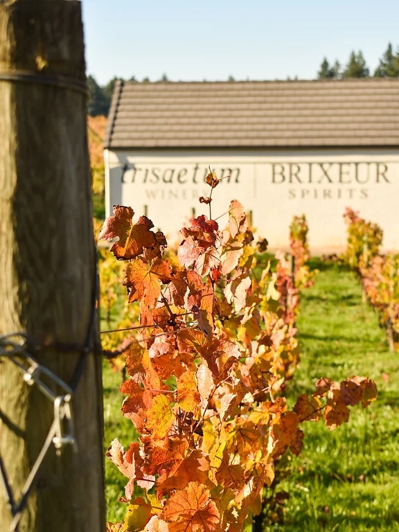 Vineyard and Brixeur Spirits Distillery building view