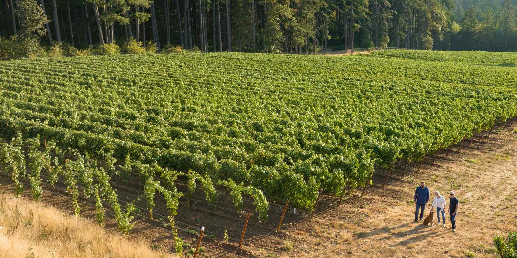 Harvest Vineyard Walk and Brunch