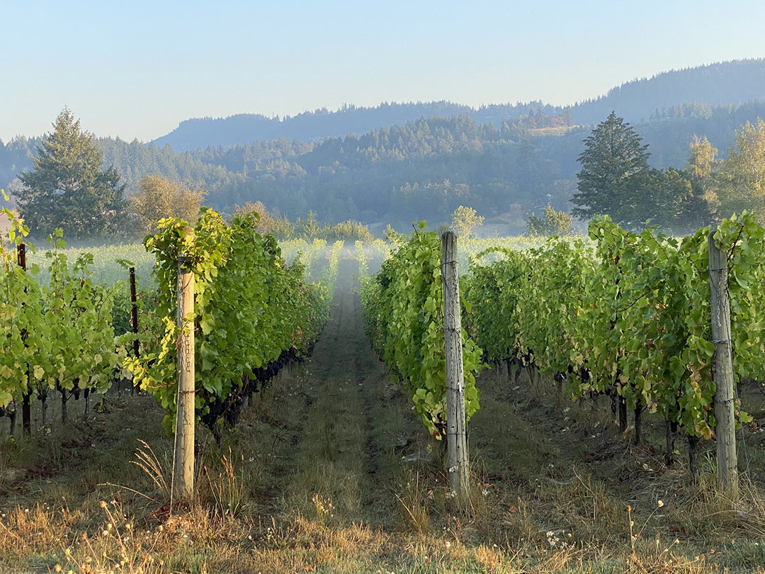 Bacus Vineyards vineyard