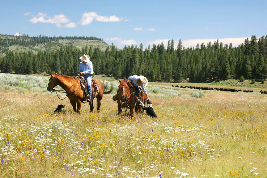 Cowboys sit atop two chestnut colored horse in a field of wildflowers.