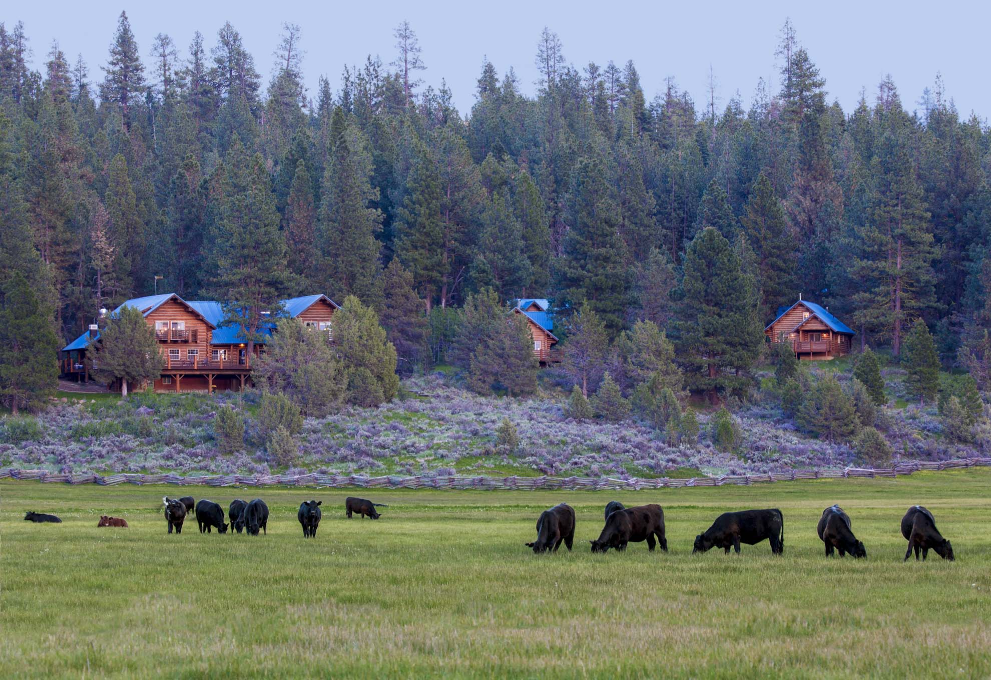 A heard of black cows grazes in a grassy pasture with three log cabins sitting on a wooded hillside in the back.
